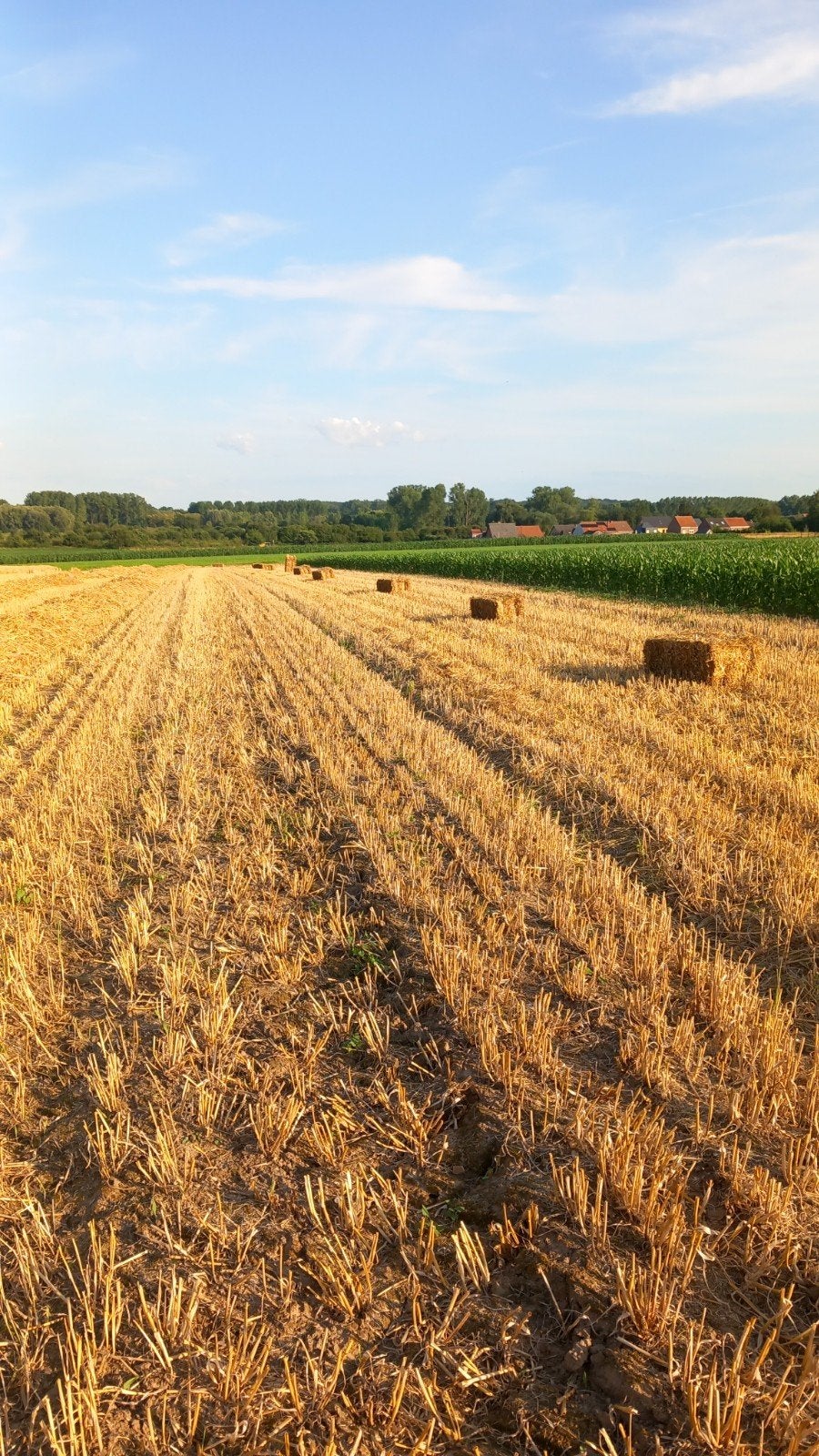 Stro van het veld, kleine pakjes, Dieren en Toebehoren, Dierenvoeding, Ophalen