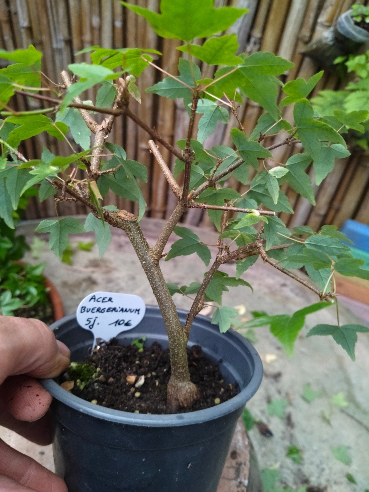Drietandsesdoorn, Tuin en Terras, Planten | Bomen, Ophalen
