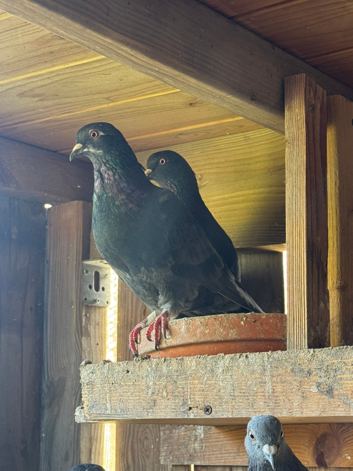Koppel zwarte postduiven, Dieren en Toebehoren
