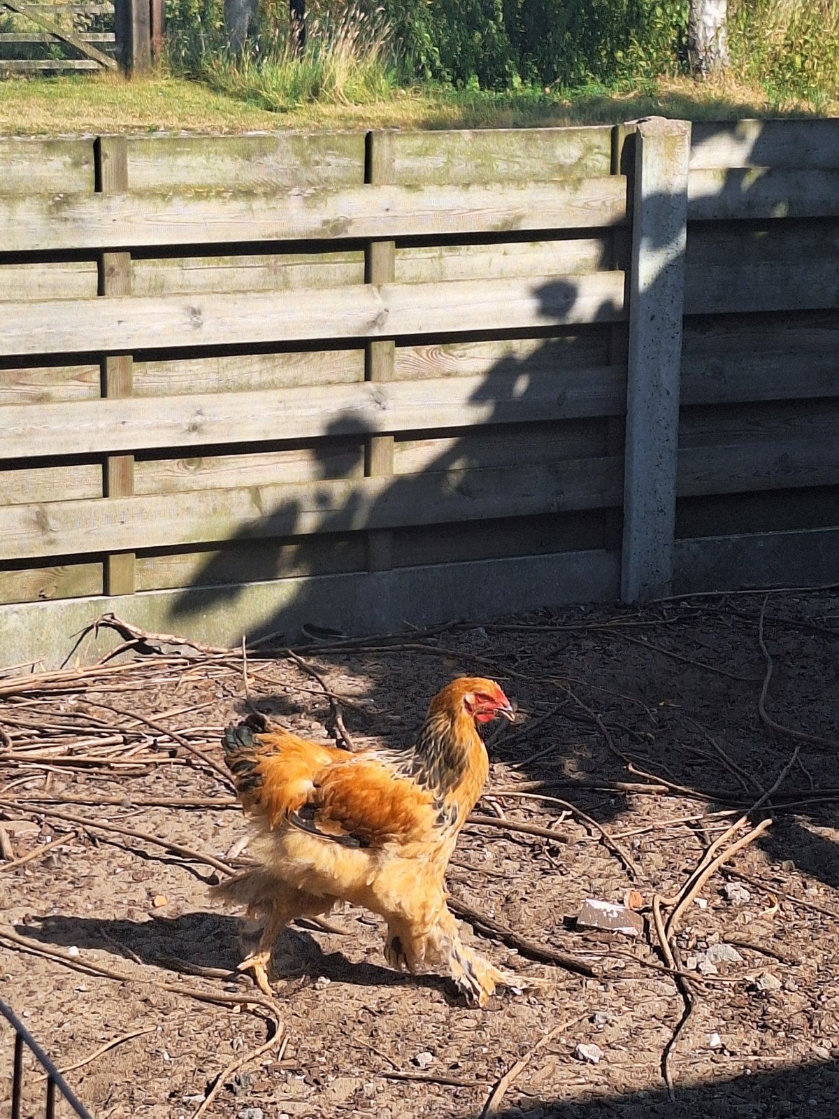 Brahma en Amrock haan beschikbaar, Dieren en Toebehoren, Pluimvee