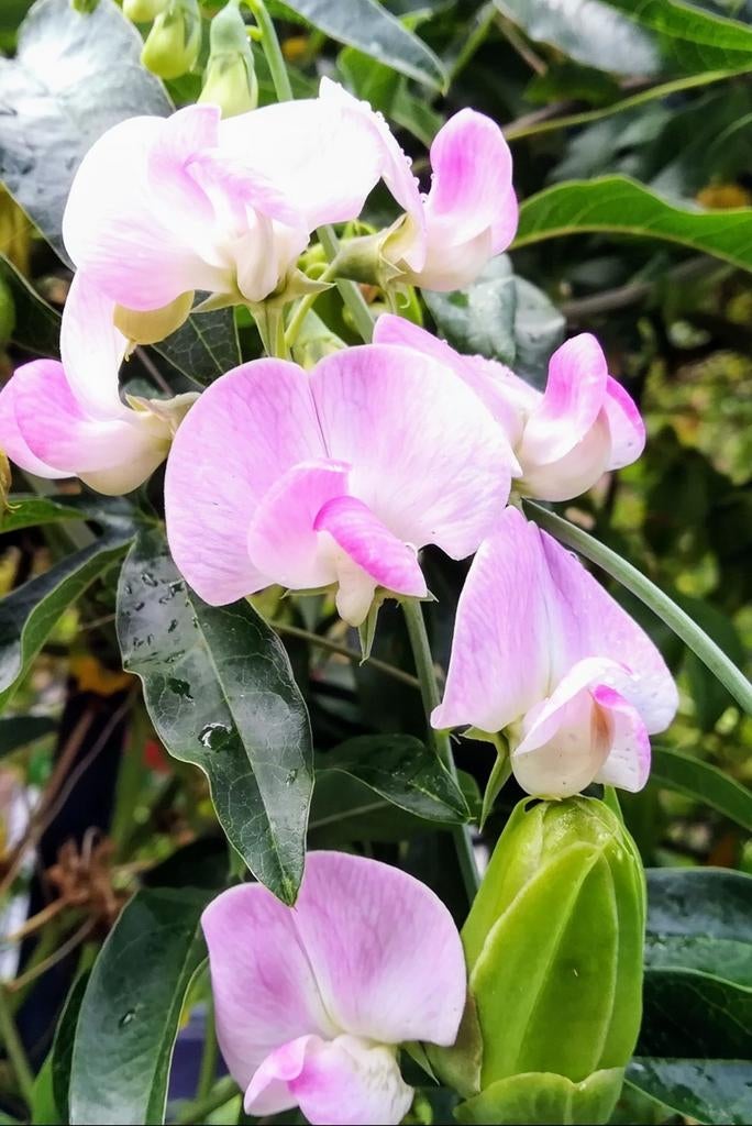 Graines de Lathyrus Pink Pearl, rose clair, Envoi