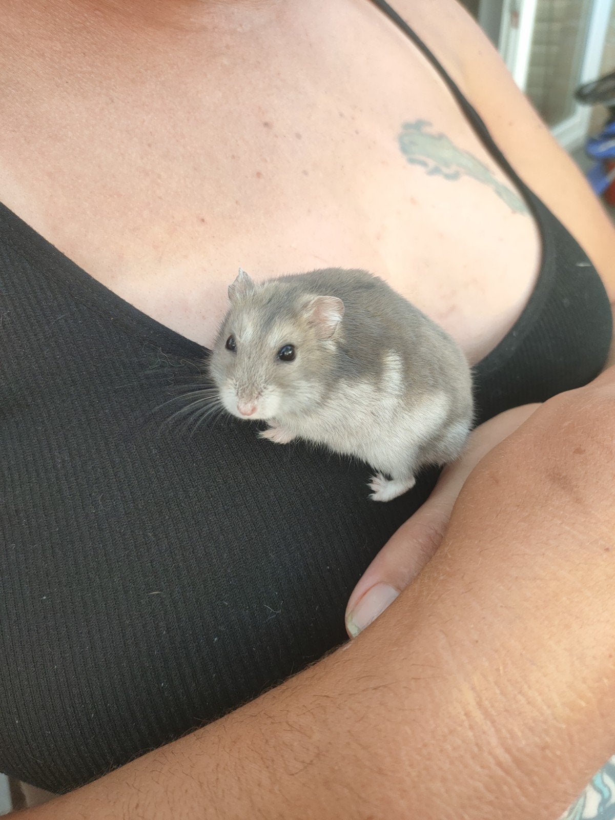 Russische dwerghamster, Hamster, Februari, Mannelijk, Tam