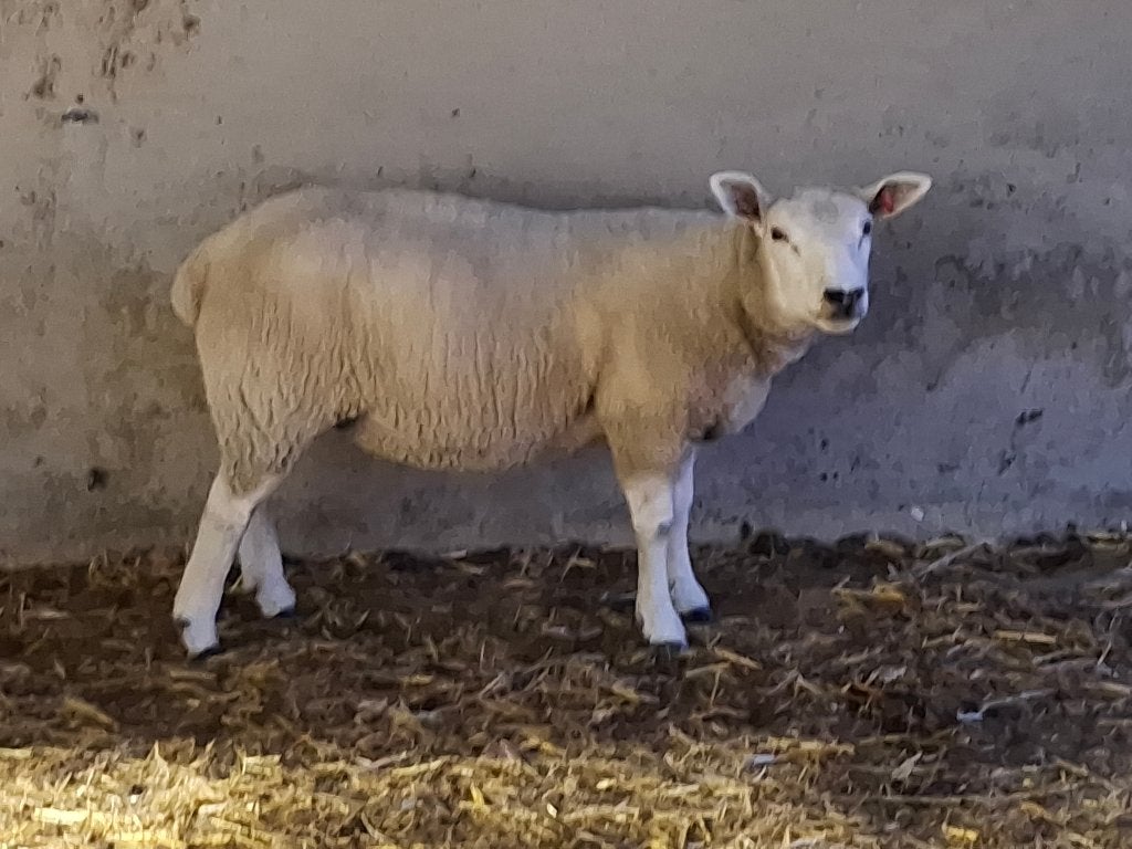 schapen, Femelle, Mouton, 0 à 2 ans