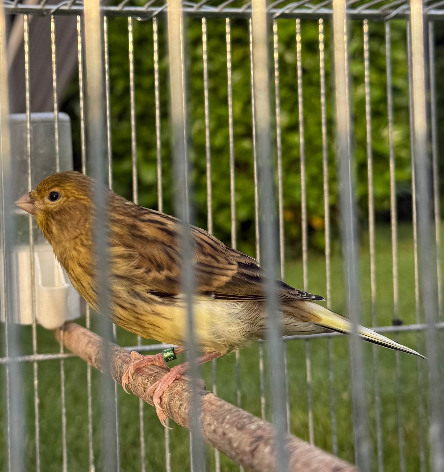 Canary  2026 — Propre élevage, Animaux & Accessoires, Oiseaux | Canaris, Sexe inconnu, Canari de couleur