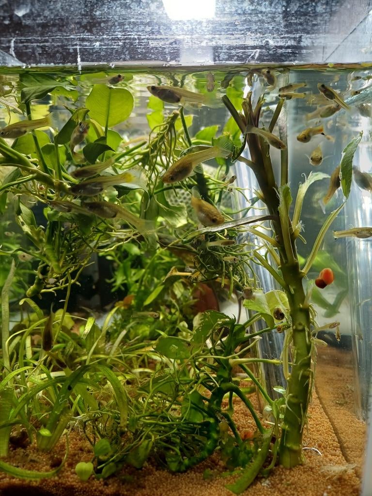 Guppy's mix  ± 35 visjes ( kunnen er meer zijn )