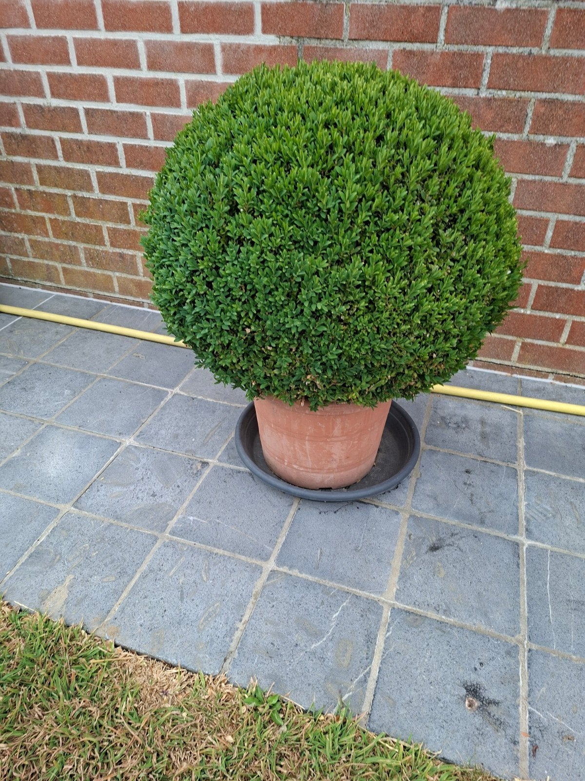 Buxus te koop met pot, Ophalen, Buxus