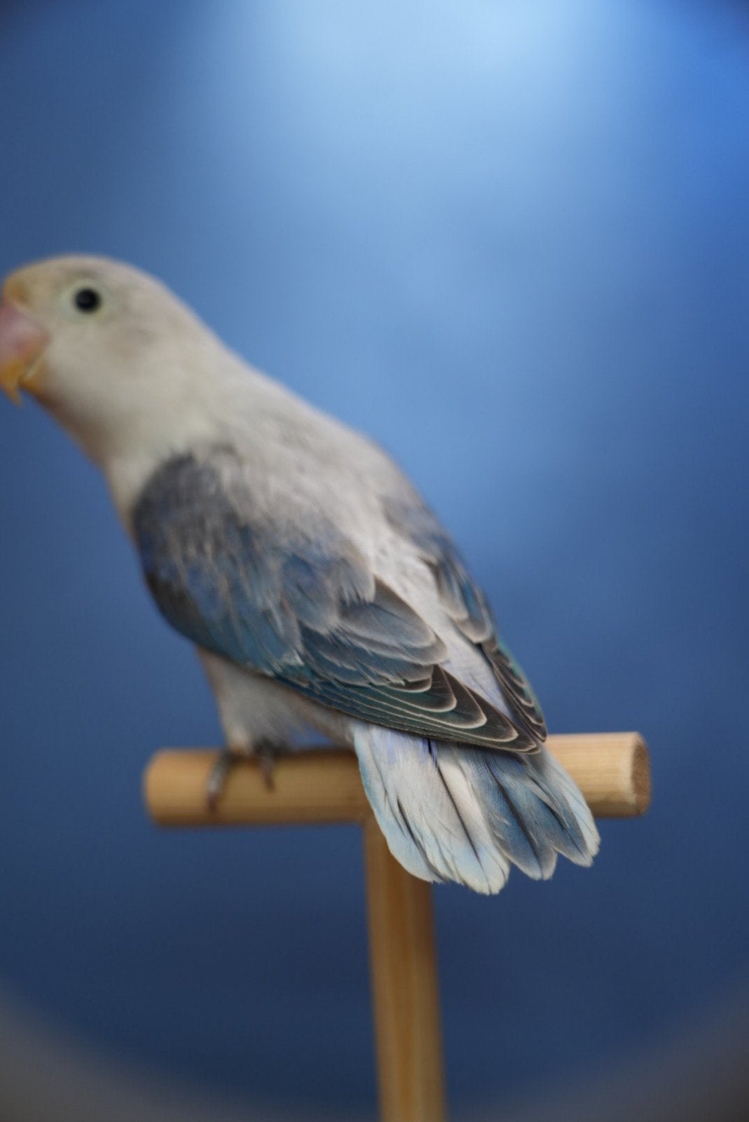 agapornis fischeri blauw euwing opaline pop 2026, Dieren en Toebehoren, Vrouwelijk, Dwergpapegaai of Agapornis, Geringd