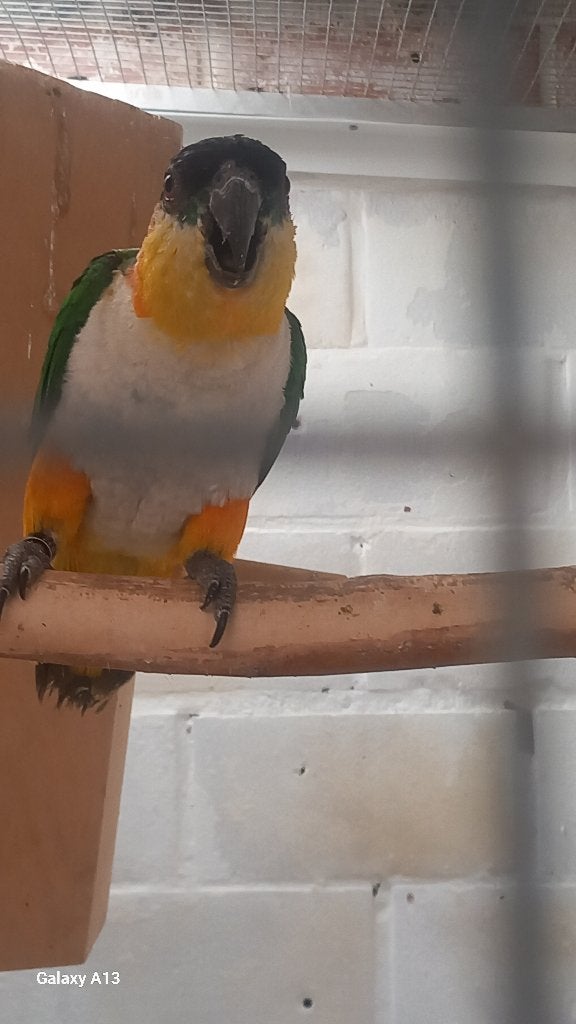 Zwartkop caique, Dieren en Toebehoren