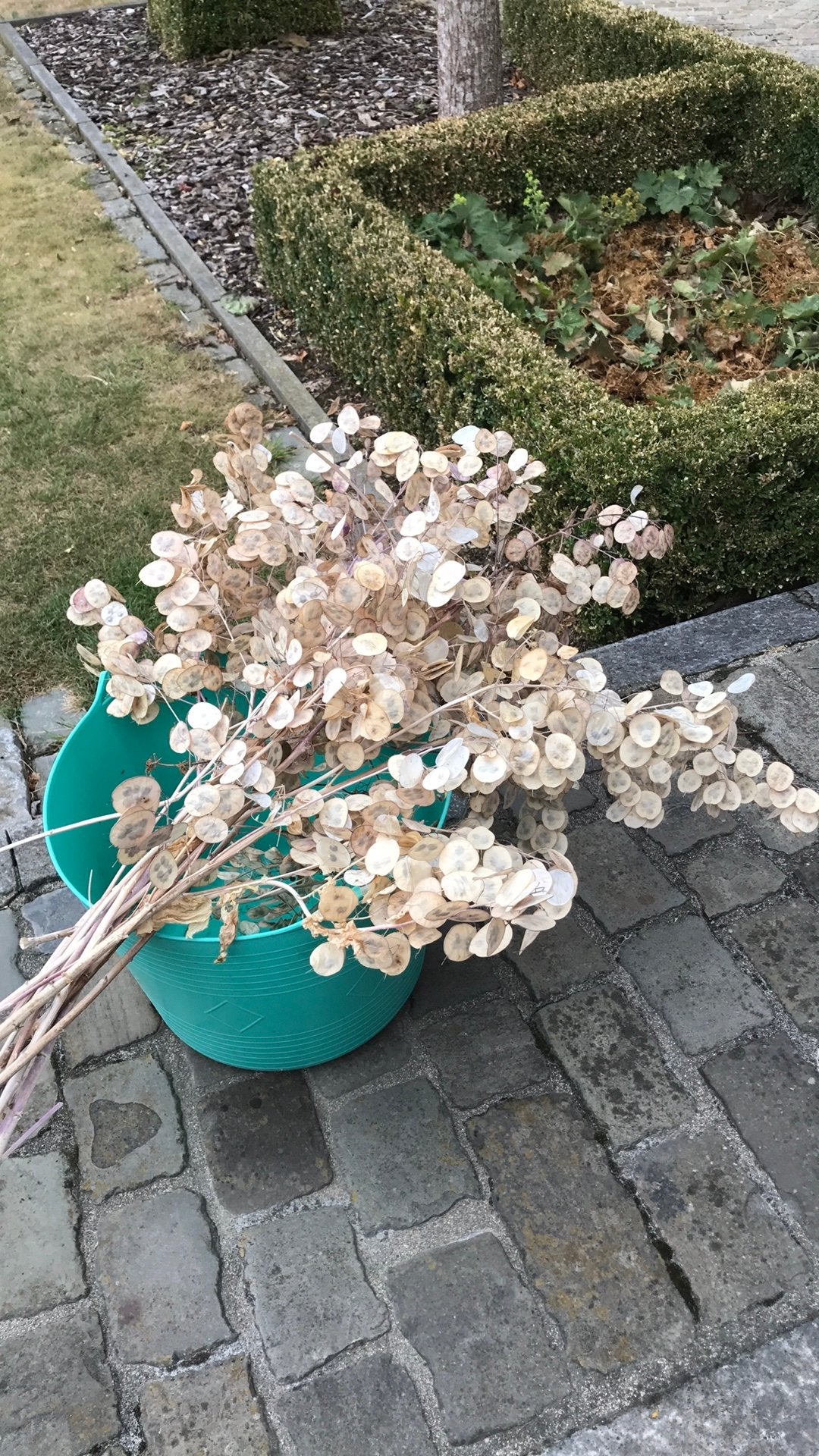Droogbloemen, Ophalen