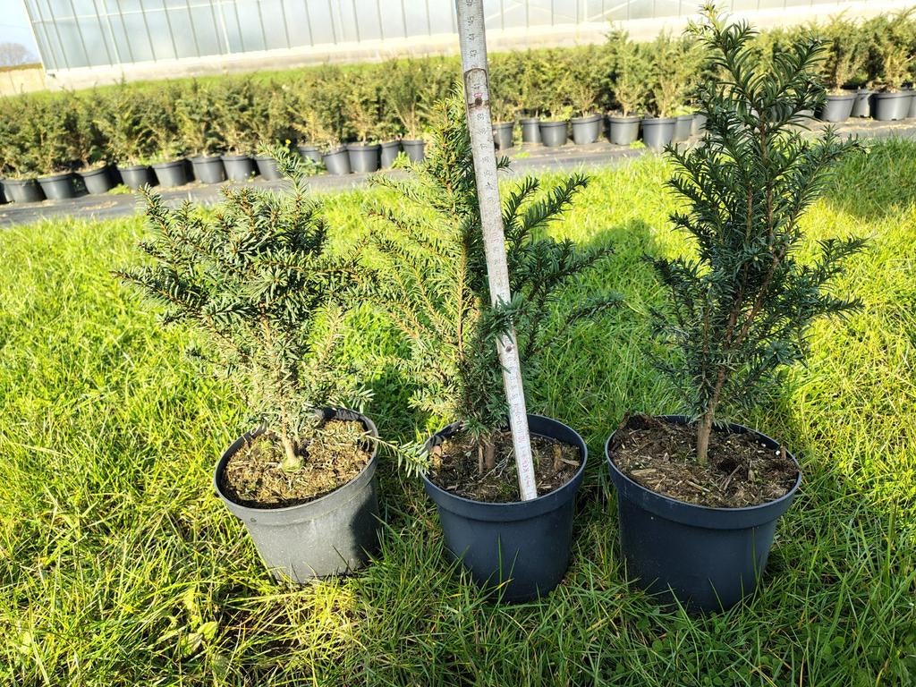 Taxus baccata 40-50, Ophalen