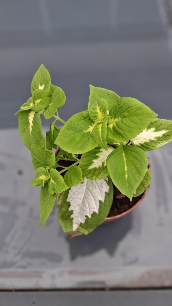 Siernetel coleus, Ophalen