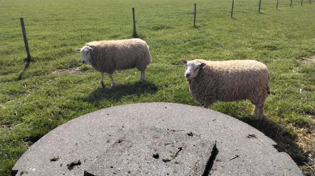 Ram texel, Dieren en Toebehoren, Mannelijk, Schaap, 0 tot 2 jaar