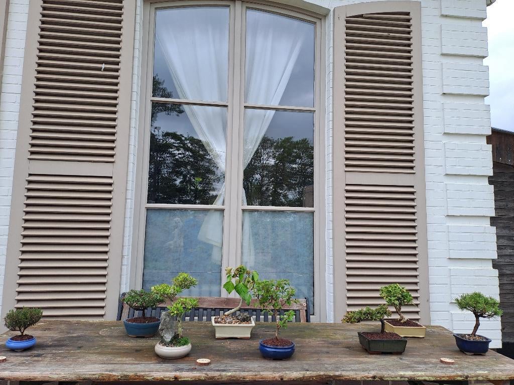 Kleinere bonsai te koop, Tuin en Terras, Planten | Bomen, Bloeit niet, Overige soorten, Minder dan 100 cm, Ophalen