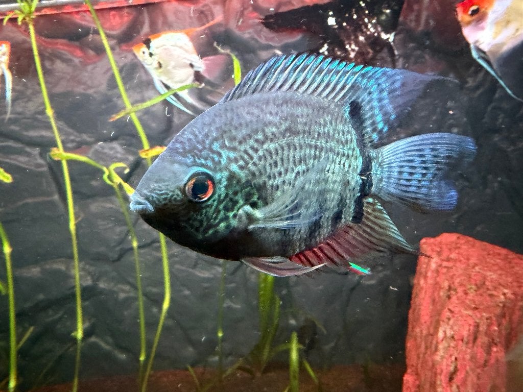 Hero-vis uit Severum, Vis, Zoetwatervis