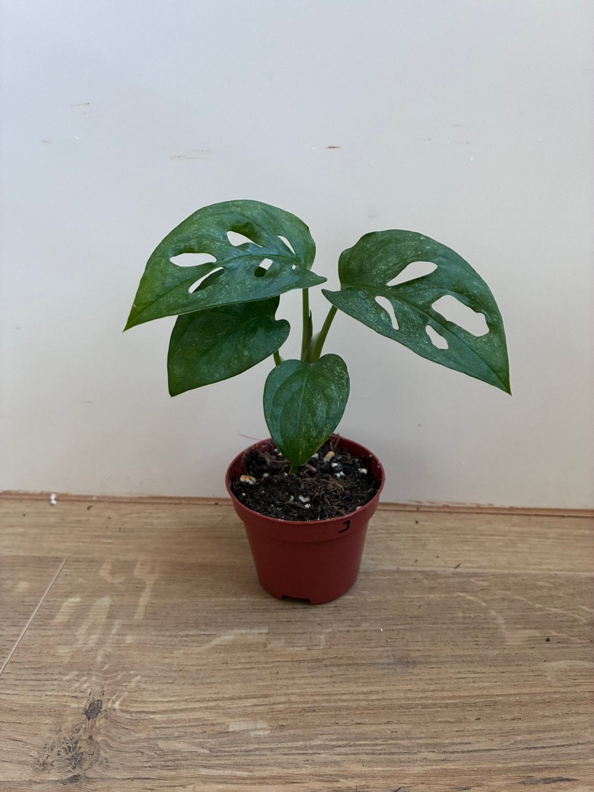 Monstera adansonii mint, Ophalen