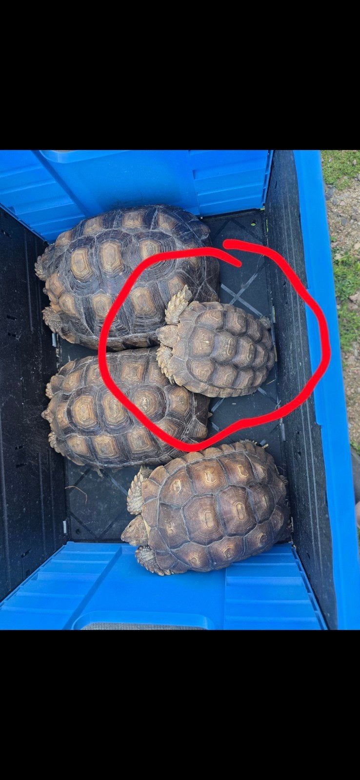 sulcata femelle 3 jaar