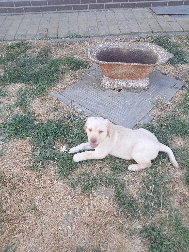 labrador, Golden retriever, Particulier, Chien (mâle), Belgique