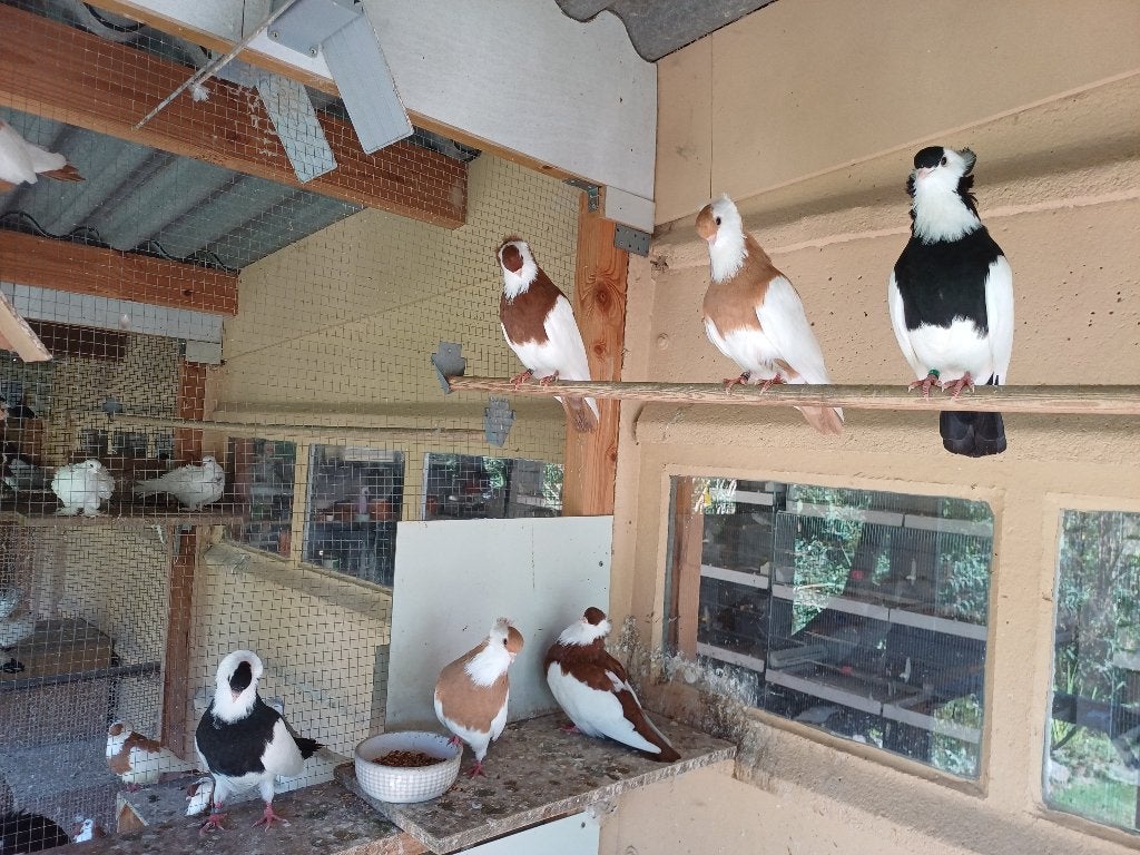 Felegyhazer tuimelaars 2026, Dieren en Toebehoren, Vogels | Duiven, Meerdere dieren, Tuimelaar of Roller