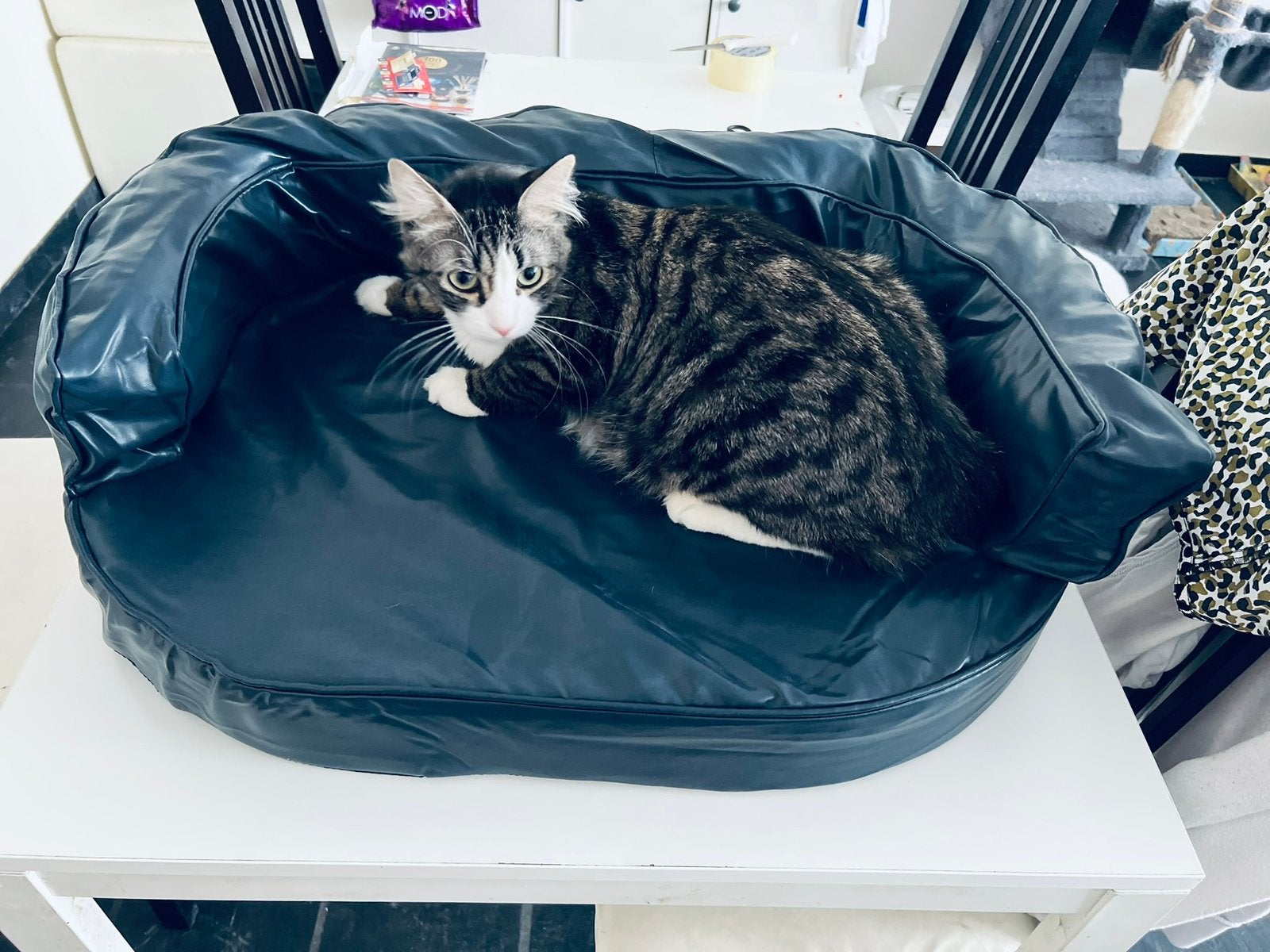 Lit ergonomique pour chat ou chien en similicuir (neuf), Animaux & Accessoires, Enlèvement, Neuf