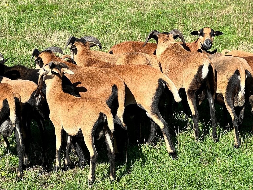 Kameroen - schapen, Dieren en Toebehoren, Meerdere dieren, Schaap, 0 tot 2 jaar