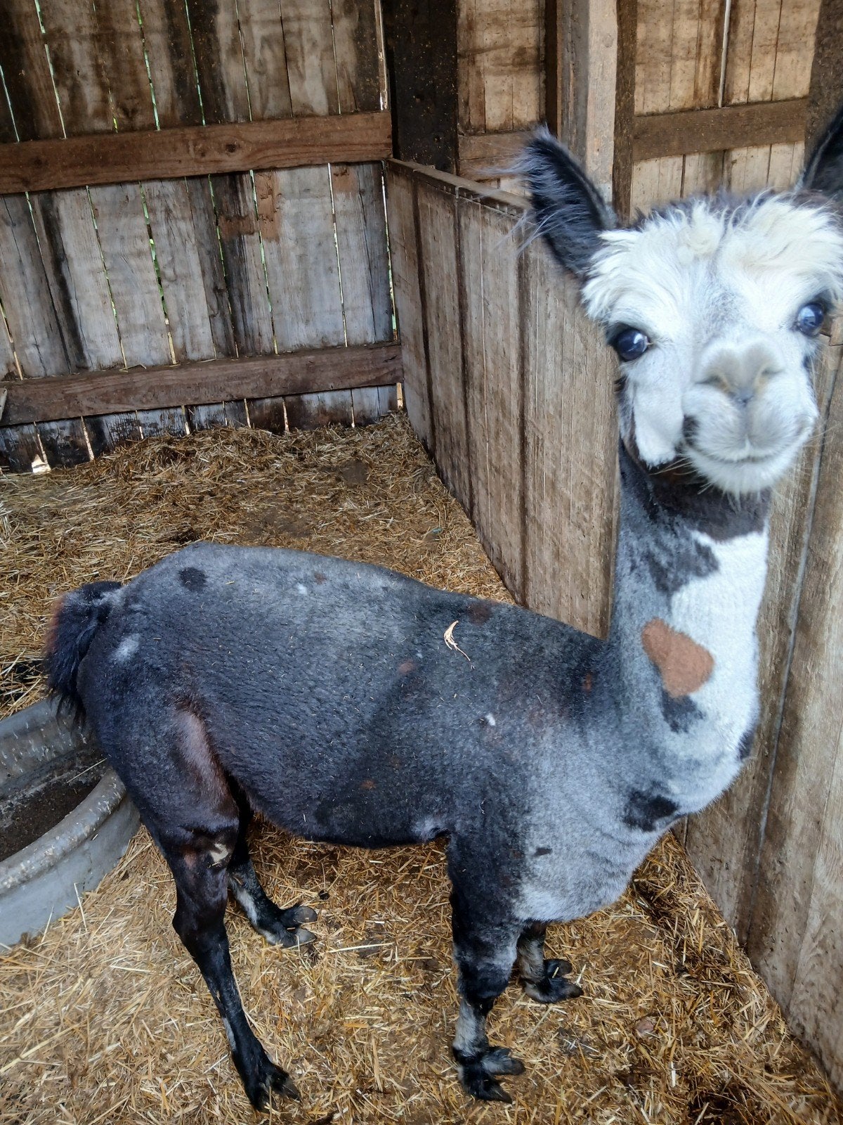 te koop, Dieren en Toebehoren, Schapen, Geiten en Varkens
