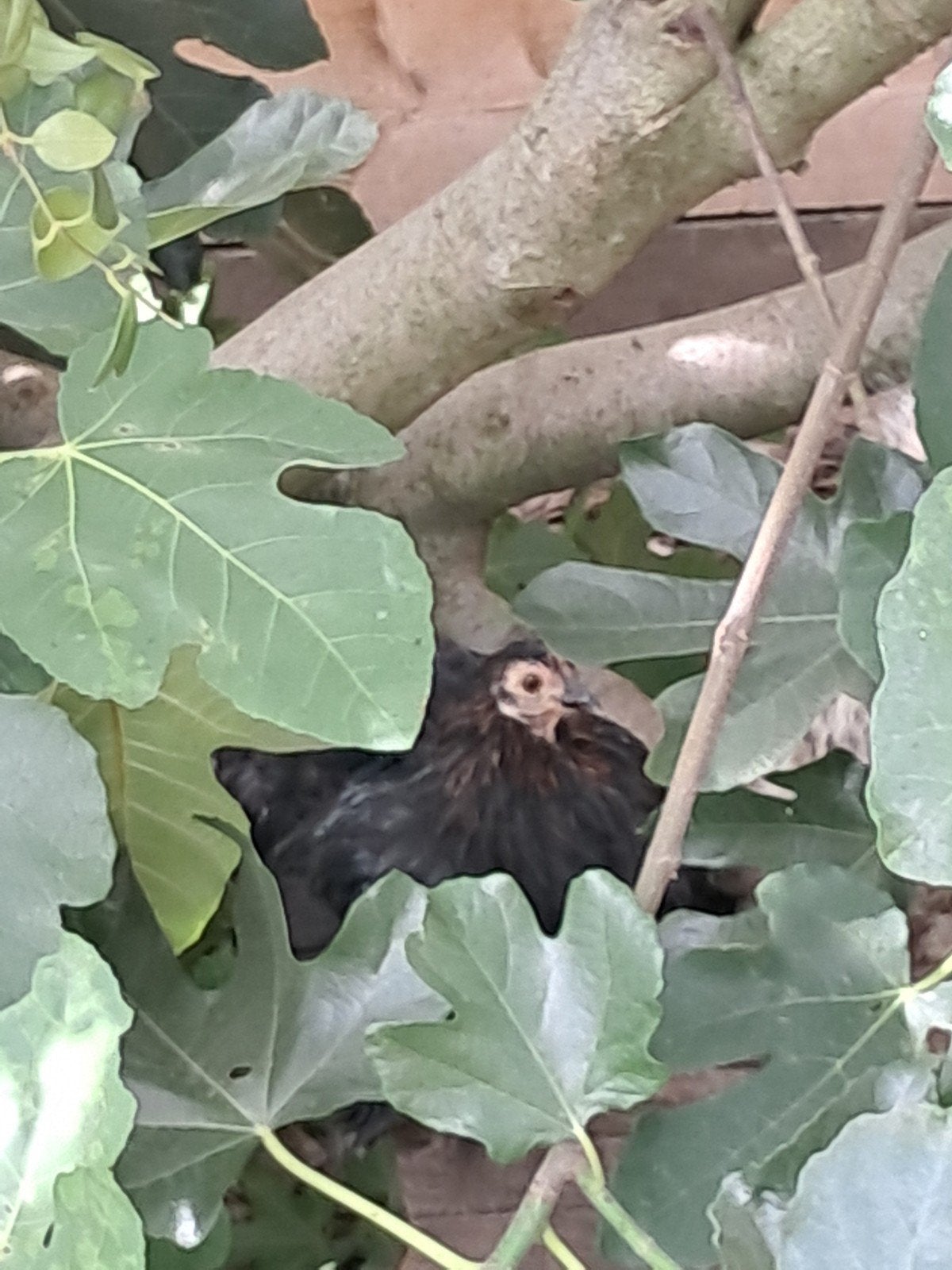 Cochin kriel kuikens 8 weken oud, Dieren en Toebehoren
