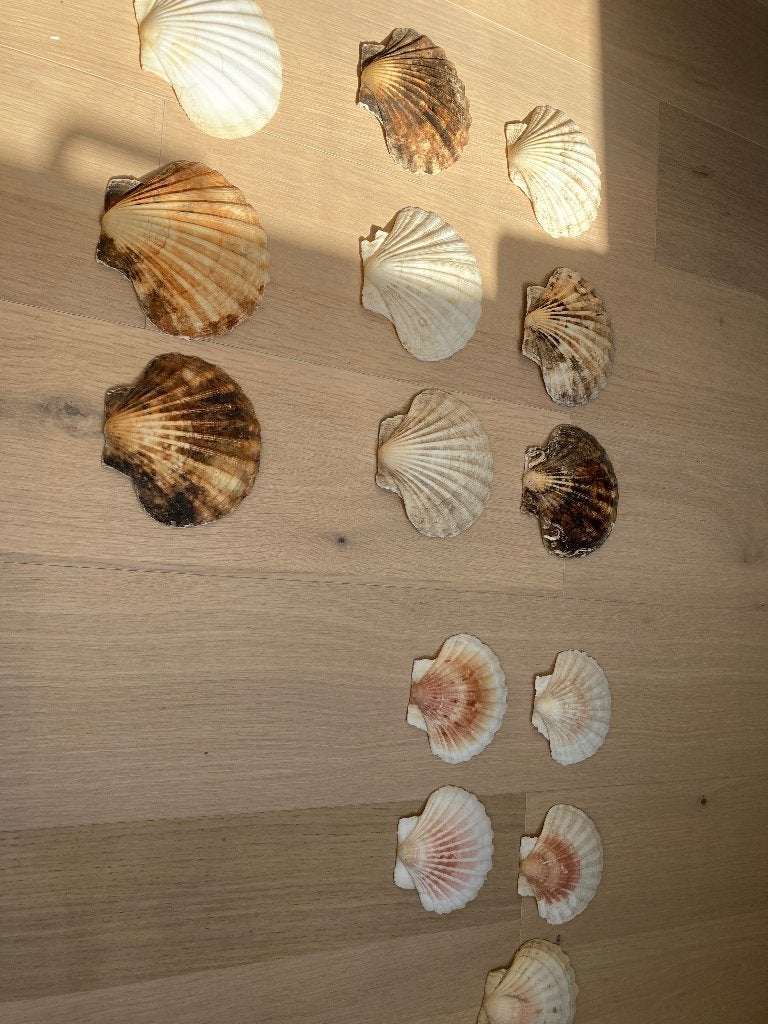Sint-Jakobsschelpen (14 stks) (Mol), Zee en Strand, Matériel de bricolage, Beige, Matériau naturel