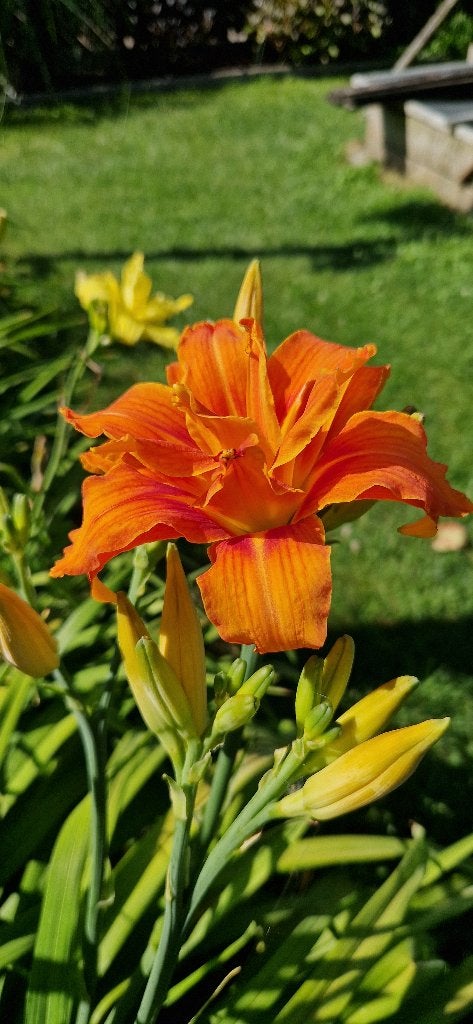 Hemerocallis - Fulva Kwanso Plen, Tuin en Terras, Ophalen, Zomer, Vaste plant, Volle zon