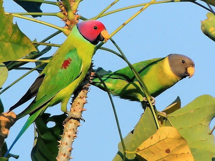tête de prune, Animaux & Accessoires, Oiseaux | Oiseaux Autre
