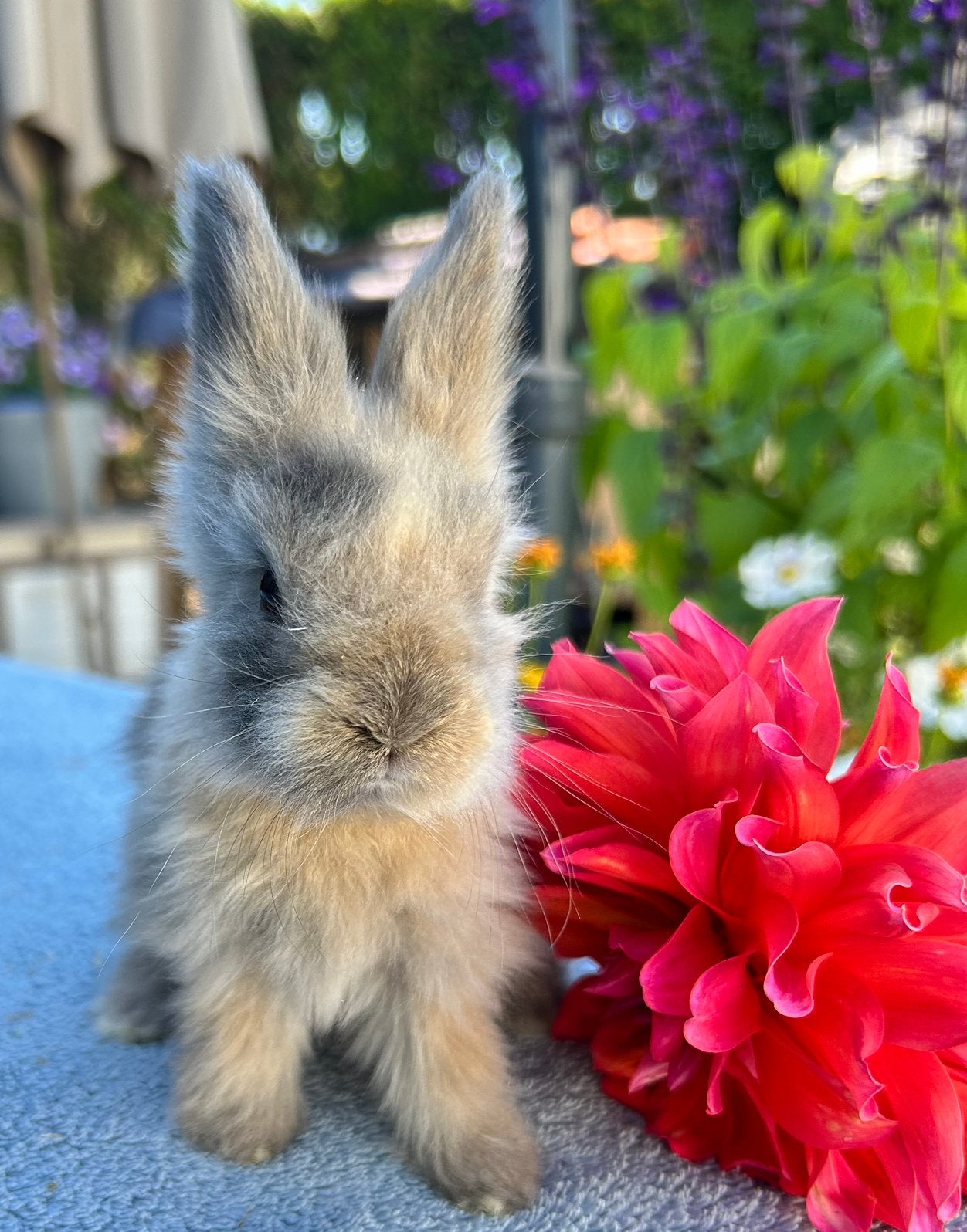 Engelse Angora konijn, Dieren en Toebehoren, Konijnen, 0 tot 2 jaar