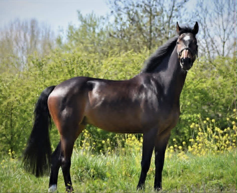 13 jarige ruin, Dieren en Toebehoren, Paarden, Springpaard, Met stamboom, Ruin, L
