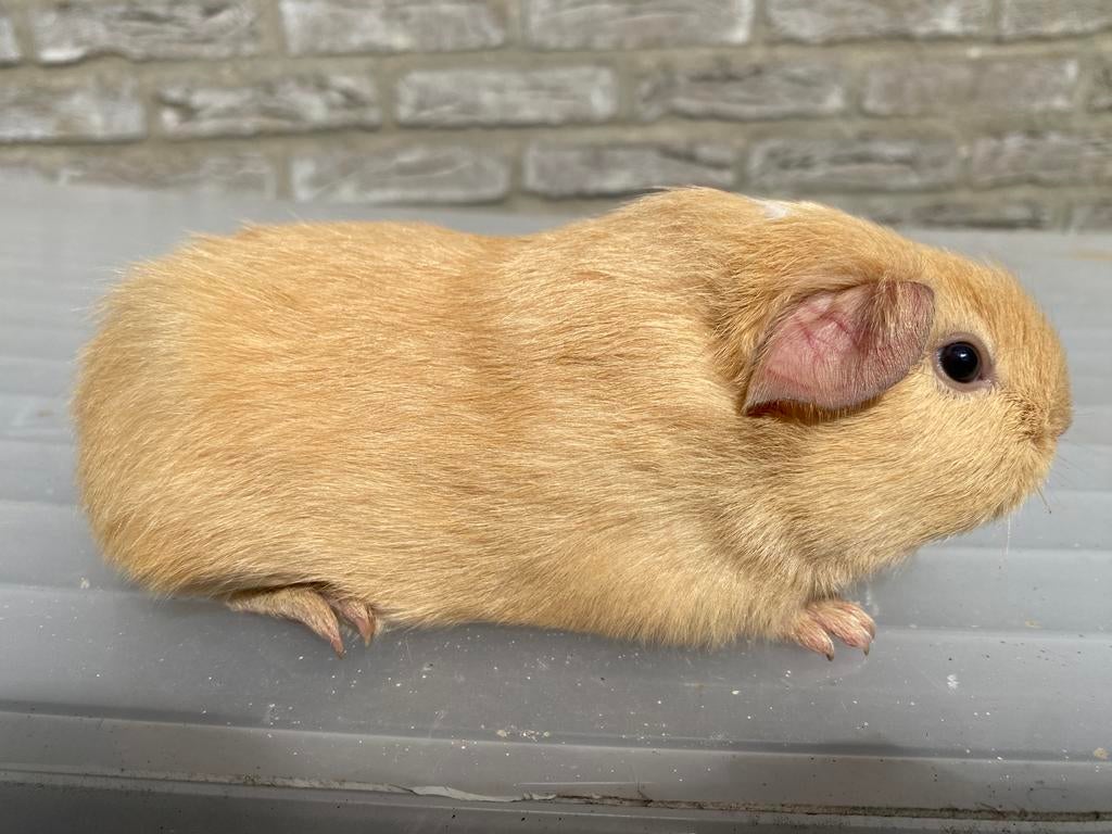 Zeugje Donker crème met wit vlekje te koop, Maart, Vrouwelijk, Cavia