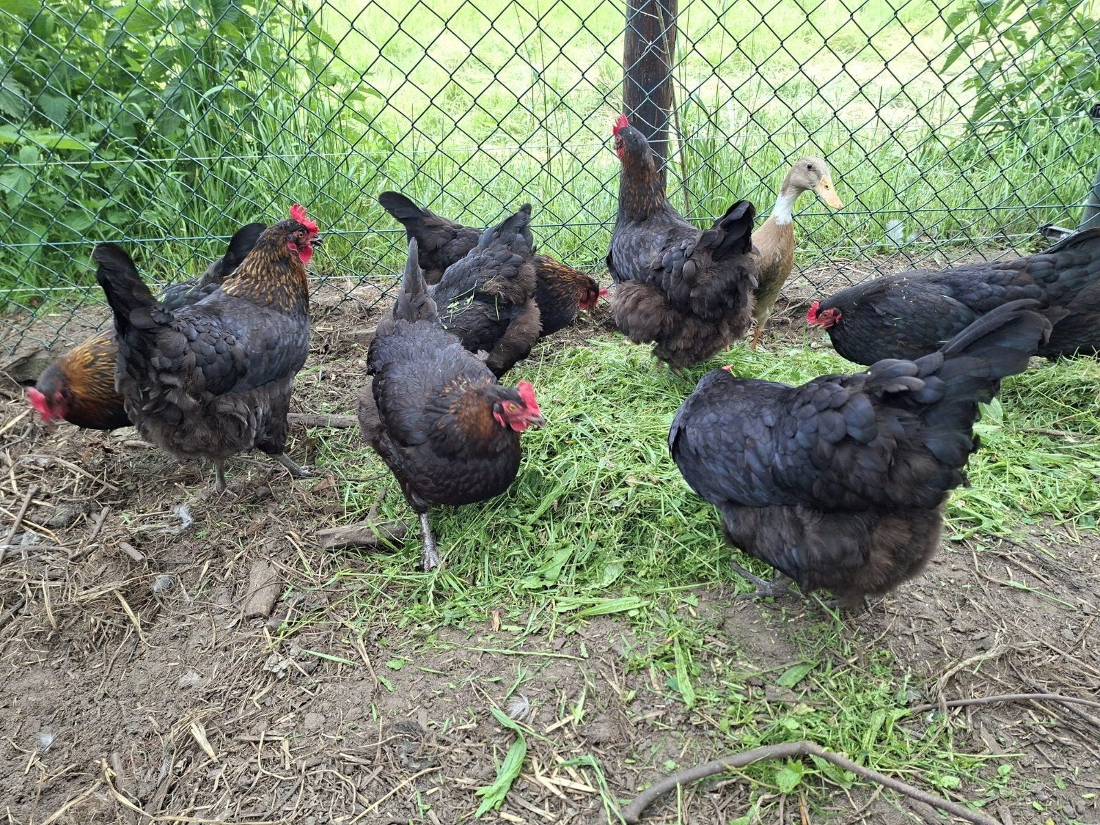 Marans kopernek zwart Hennen en kopernek blauw haan