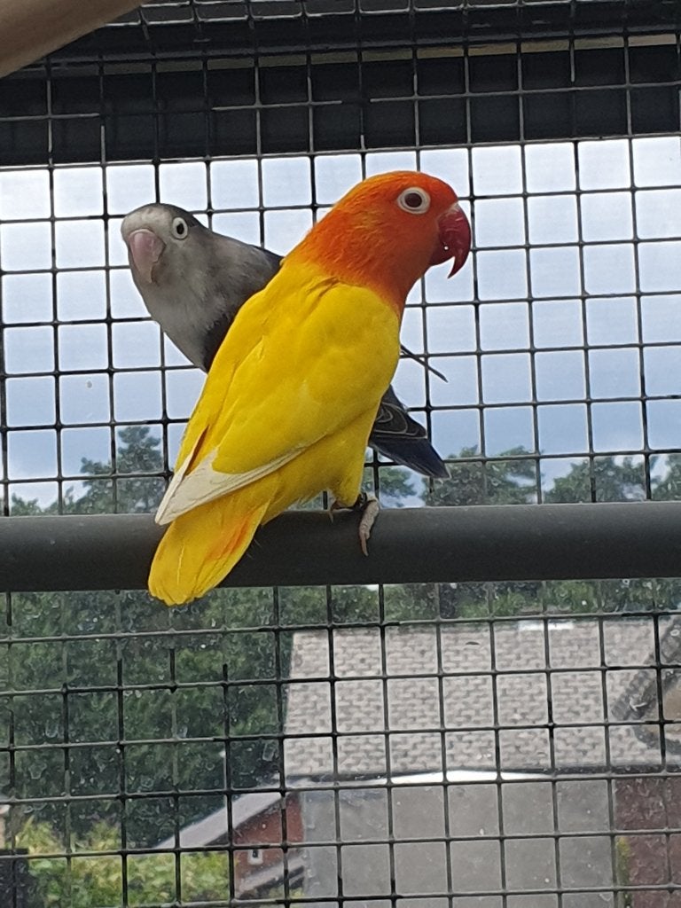 Dwergpapegaai, Animaux & Accessoires, Oiseaux | Perruches & Perroquets, Sexe inconnu, Perroquet nain ou Inséparable, Bagué