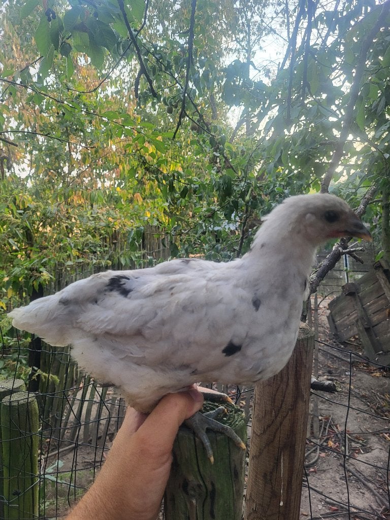 Jonge hennen en hanen, Dieren en Toebehoren, Pluimvee