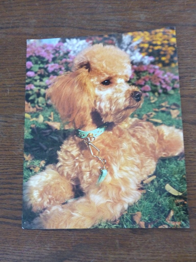 Photo/carte postale caniche roux, Enlèvement, 1980 à nos jours, Non affranchie, Autres thèmes
