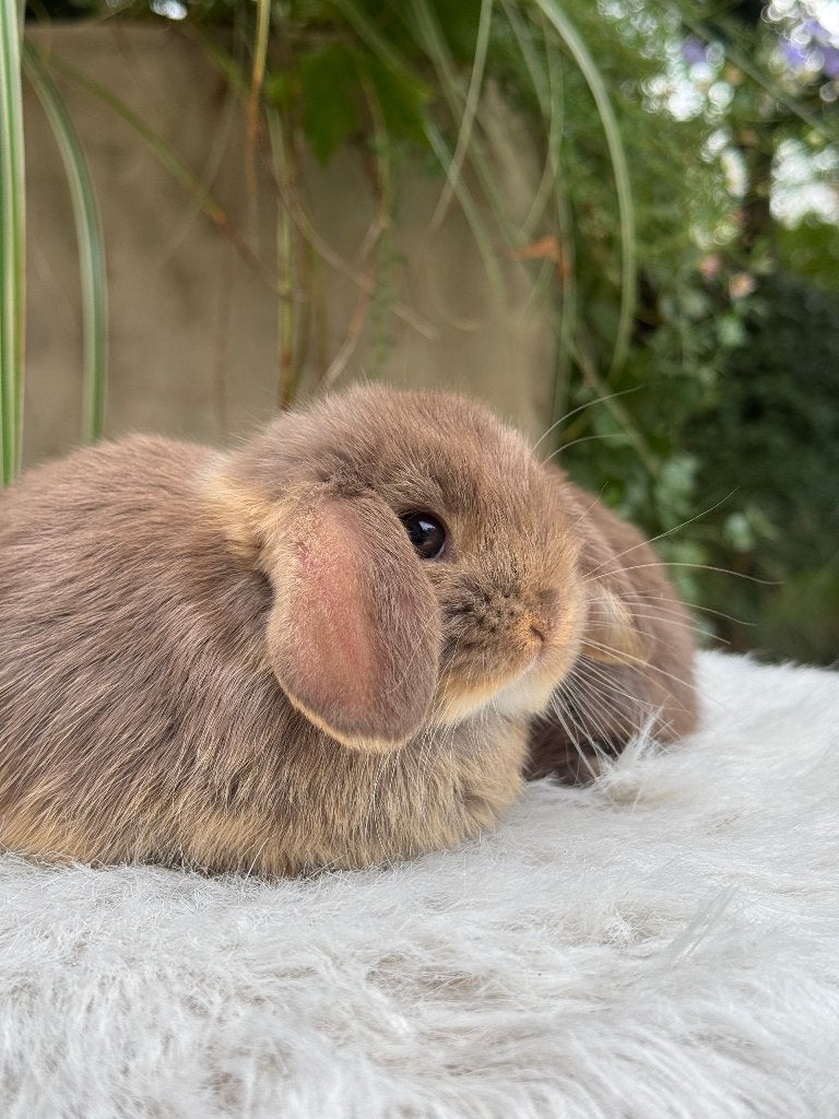 Minilop rammetje, Mâle, Nain, Oreilles tombantes, 0 à 2 ans