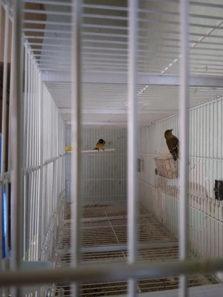 3 koppels zwartkopsijn 100euro per koppel of 250 euro voor 3, Dieren en Toebehoren, Vogels | Kanaries