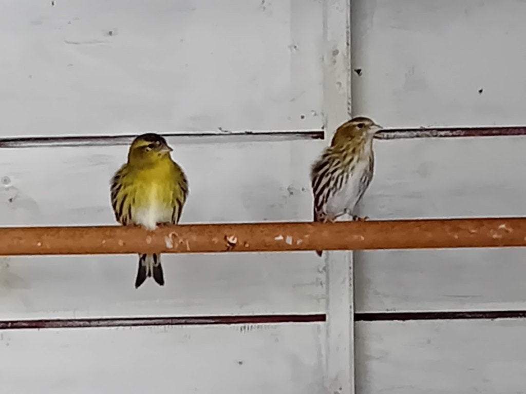 Europese sijsjes te koop, Dieren en Toebehoren, Meerdere dieren, Wildzangvogel, Geringd