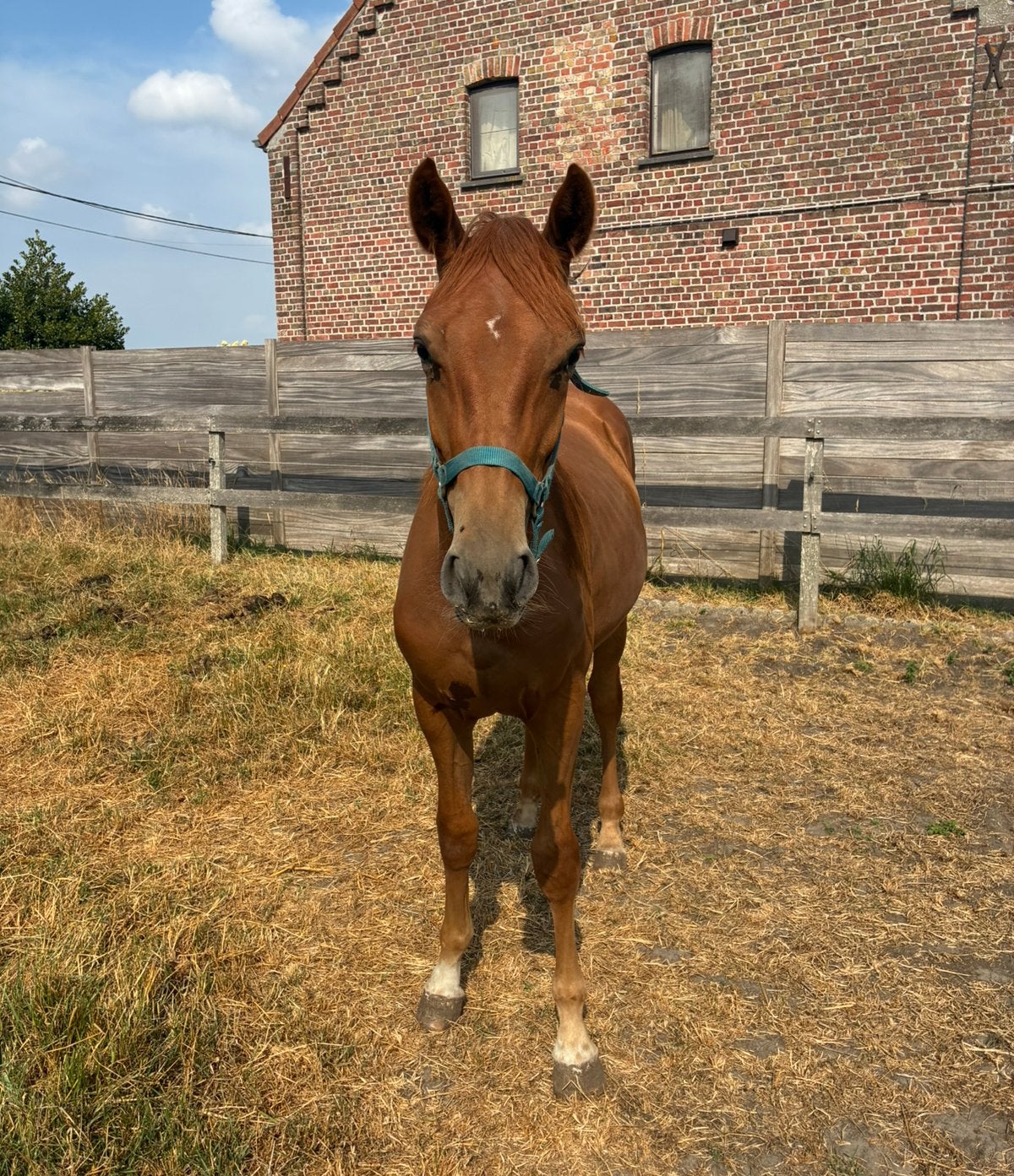 Veelbelovende jaarling hengst, Springpaard, Met stamboom, 0 tot 2 jaar, Hengst