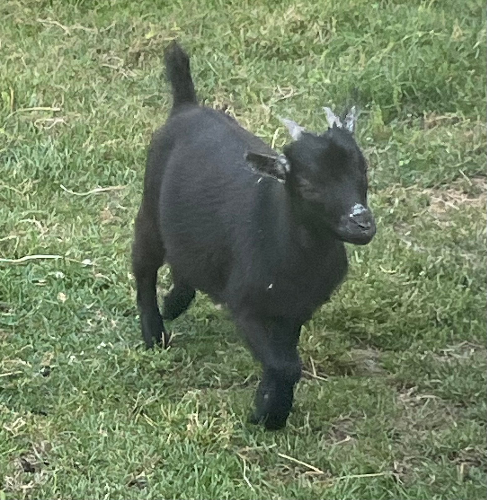 Chèvres naines, Plusieurs animaux, Chèvre