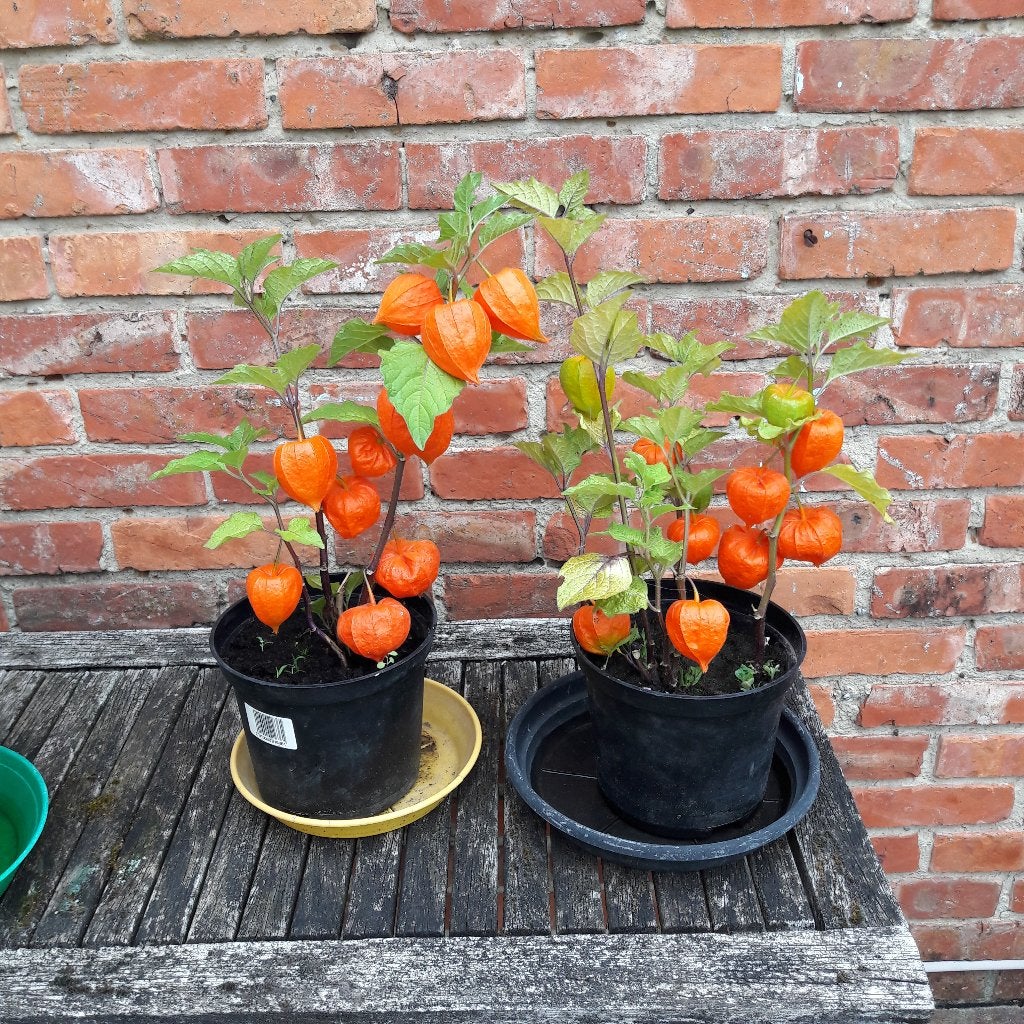lampionnenplanten vaste plant, Ophalen, Vaste plant