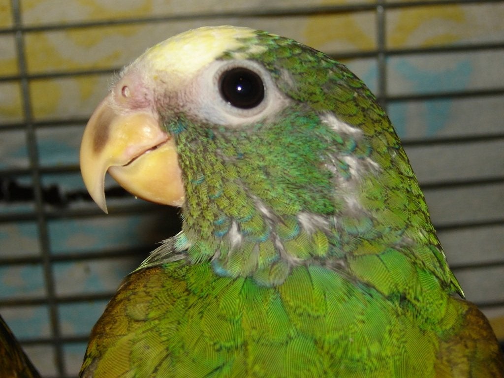 Pionus Senilis / Witkop-papegaai en een ..., Dieren en Toebehoren, Vrouwelijk, Papegaai, Geringd
