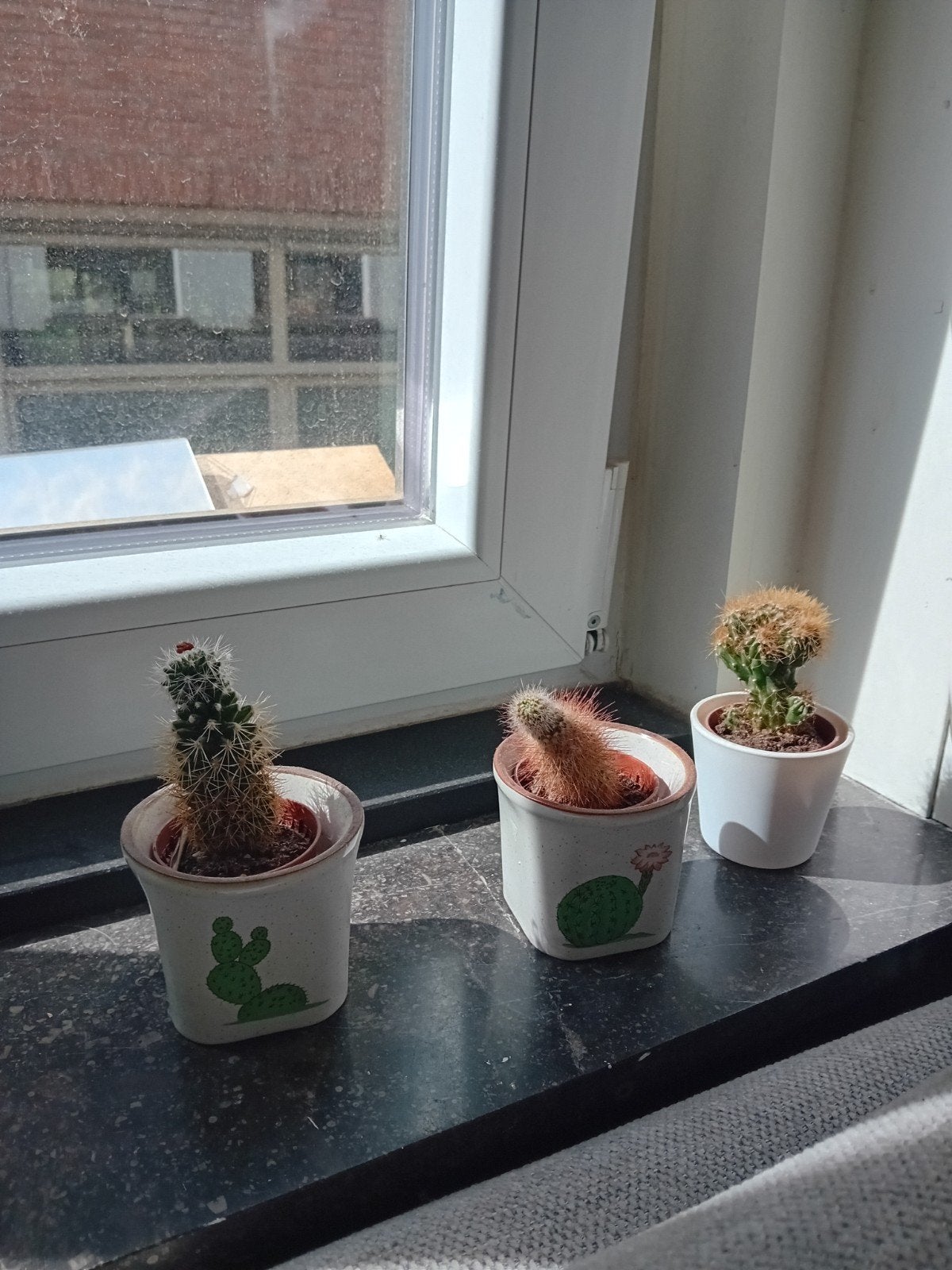 Cactussen, Ophalen