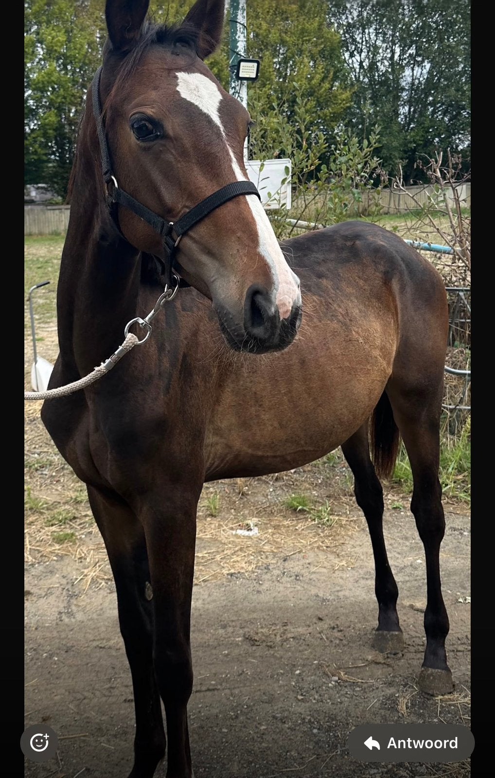 Deze lieverd is op zoek naar een nieuw huisje., Gechipt, Springpaard, 0 tot 2 jaar, Hengst