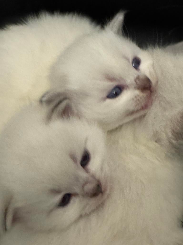 Neva Masquerade kittens te koop, Dieren en Toebehoren, Meerdere dieren, Met stamboom, 0 tot 2 jaar