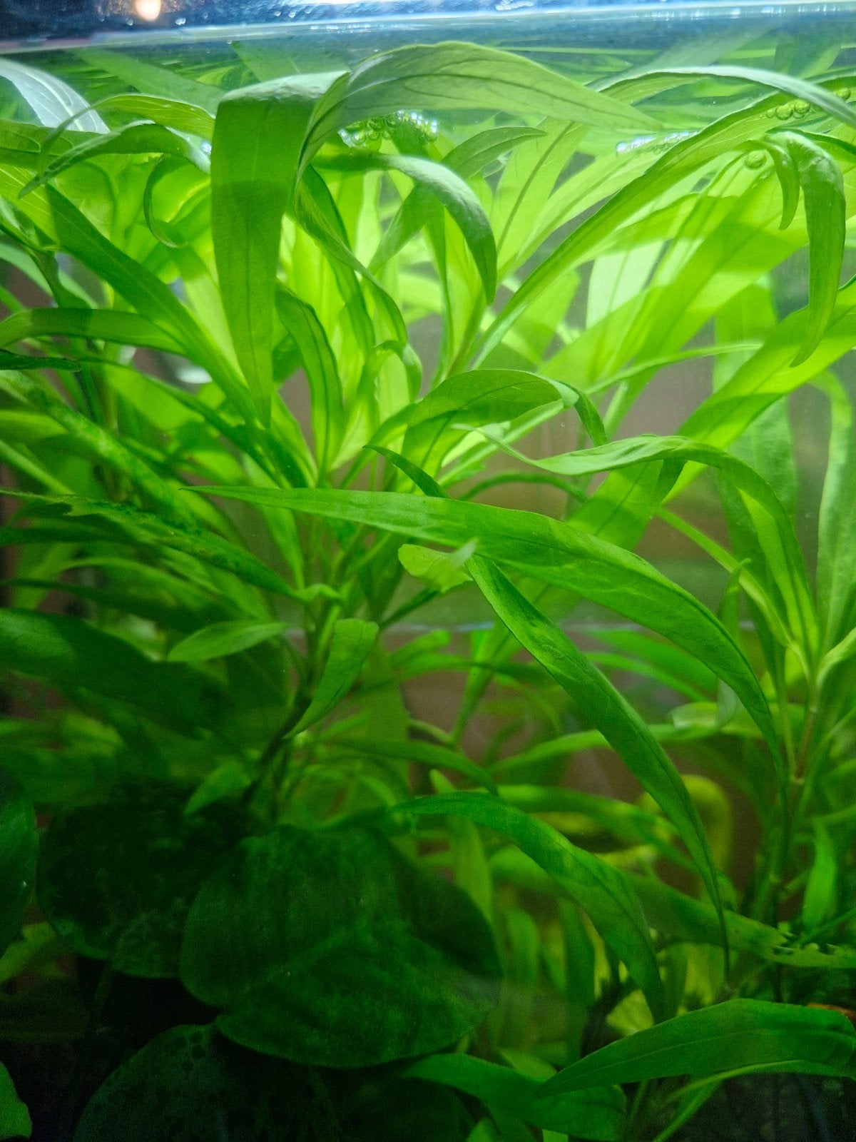 aquarium planten warmwater, Ophalen, Inclusief planten, Nieuw, Decoratie
