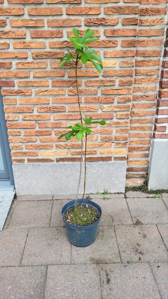 Vijgenboom (Winterhard) Hoogte 1.30 m, Tuin en Terras, Planten | Fruitbomen, Ophalen, Vijgenboom