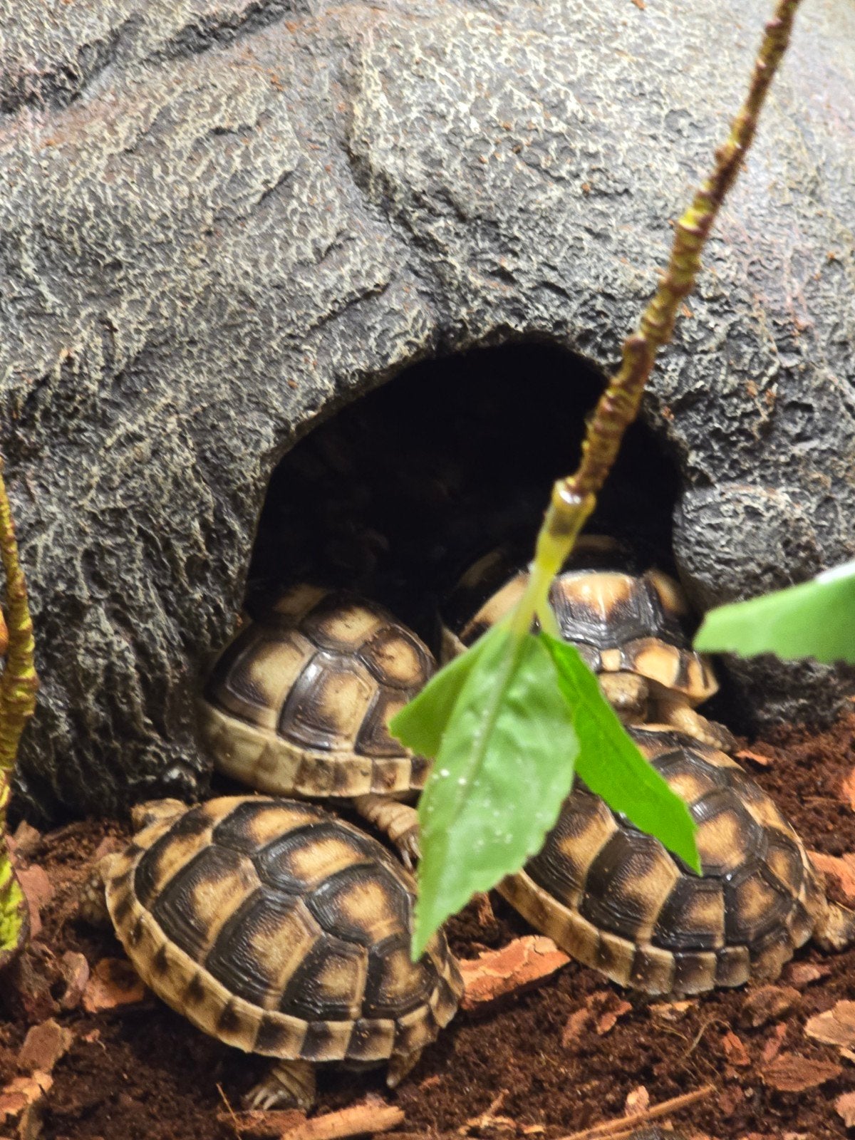 Klokschildpad (Testudo marginata) – NLNK 2026

Ben je op zoe, Dieren en Toebehoren, Reptielen en Amfibieën