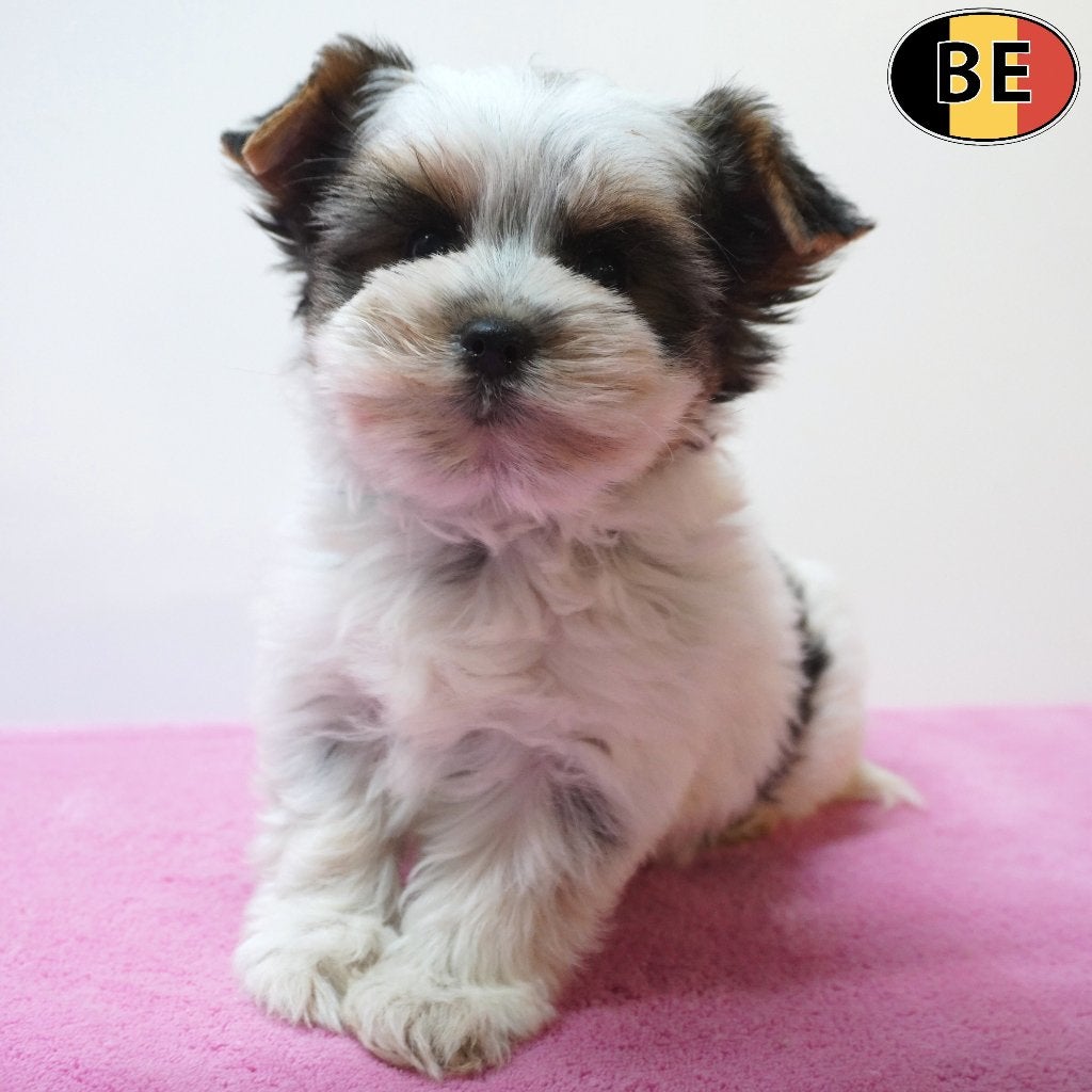 Biewer Yorkshire Terriër - Adorables chiots à vendre (belge), Commerçant, Yorkshire Terrier, Maladie de Carré (chiens), 8 à 15 semaines